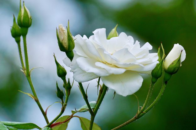 Roses in Bloom, Miscarrying Matthew Titus