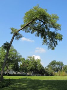 crooked branch