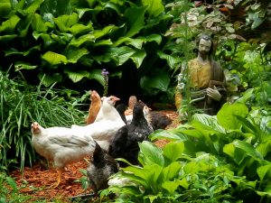 backyard birds